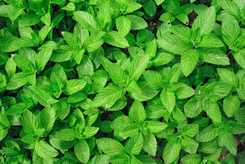 Image result for mint leaves