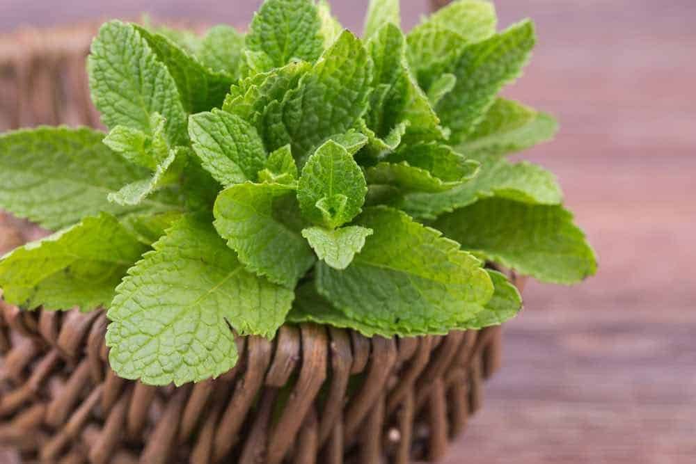 Try Mint Leaves with Tomatoes to Get Instant Relief from Cold & Cough -  GoFooddy