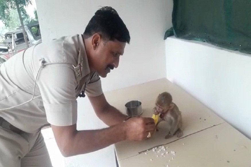 News - पुलिस ने नन्हें बंदर के लिए खाने की व्यवस्था भी की 