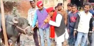हरदोई में अनोखा प्रदर्शन, सपा नेता ने भैंस के आगे बजाई बीन, जानें पूरा मामला