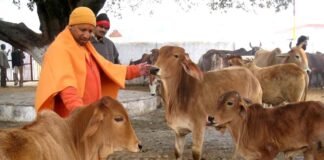 UP में गायों के इलाज के लिए 24 घंटे एंबुलेंस सेवा शुरू करने जा रही योगी सरकार, इस अत्याधुनिक सुविधा का भी मिलेगा लाभ Yogi government treatment of cows