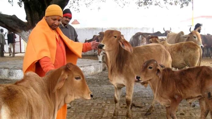 Yogi government treatment of cows
