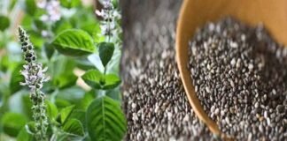 Health Care: तुलसी के पत्ते ही नहीं बीज भी हैं गुणों से भरपूर, शुगर से लेकर इन बीमारियों में है रामबाण इलाज