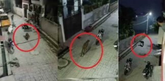 लापता है लखनऊ में आतंक मचाने वाला तेंदुआ, वन विभाग का सर्च ऑपरेशन जारी