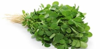 शरीर के लिए बेहद लाभदायक है मेथी, फायदे जानकर आप भी आज से शुरू कर देंगे सेवन