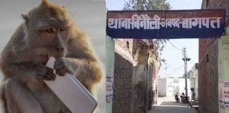 बागपत: एक बंदर को पकड़ने दौड़ पड़ा पूरा थाना, दिलचस्प है वजह