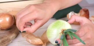 Health Tip: कच्चे से ज्यादा फायदेमंद होता है अंकुरित प्याज, इम्यूनिटी बढ़ाने के साथ इन चीजों में पहुंचाता लाभ