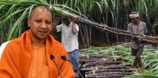 UP में गन्ना किसानों को योगी सरकार का बड़ा तोहफा, 100 दिन में होगा 8 हजार करोड़ का भुगतान Yogi government sugarcane farmers