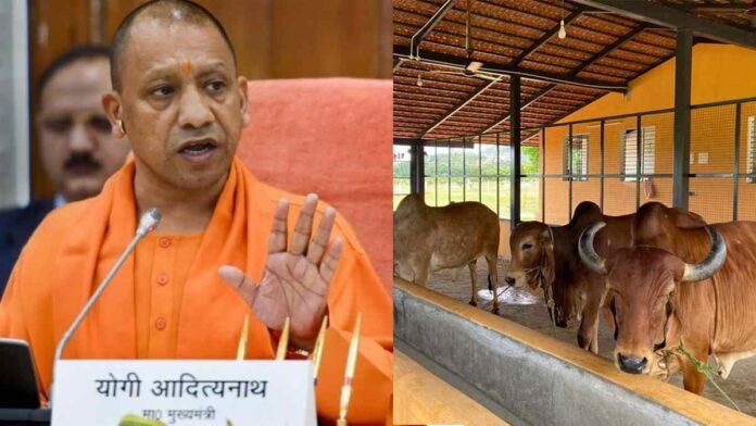 CM Yogi Adityanath cow shelters