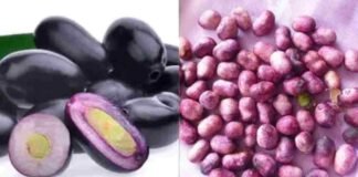 Health Tip: सिर्फ जामुन ही नहीं सेहत के लिए वरदान है इसकी गुठली भी, कैंसर समेत कई बीमारियों में है मददगार