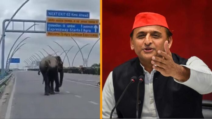 Akhilesh Yadav Elephant