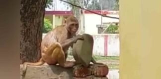 हरदोई: फिर दारोगा की टोपी उड़ा ले गया बंदर, छुड़ाने में छूटे पुलिसकर्मियों के पसीने