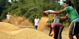 UP में अब धान बेचने के लिए रजिस्ट्रेशन नहीं करा सकेंगे बटाईदार, किसानों के बैंक अकाउंट में होगा भुगतान paddy