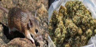 मथुरा: चूहे खा गए मालखानों में रखा 581 KG गांजा, पुलिस ने दिखाई बेबसी