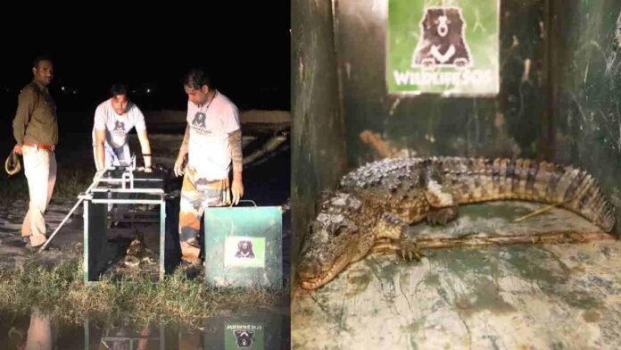 Crocodile rescused by Wilelife SOS and Forest department team in Firozabad