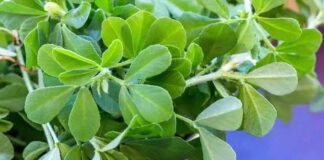 Health Care: सर्दियों में शरीर के लिए बेहद फायदेमंद होते हैं मेथी के पत्ते, जानें इसके 4 बड़े लाभ