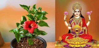 अपने घर में लगाएं गुड़हल का पौधा, आर्थिक समस्या होगी दूर, बरसेगी मां लक्ष्मी की कृपा hibiscus plant