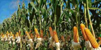 UP: किसानों को रास आयी मक्के की खेती, तय लक्ष्य की तुलना में 113 फीसद रकबे में हुई बोआई