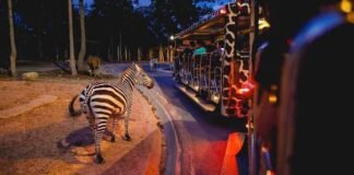 Night Safari: सिंगापुर की तर्ज पर लखनऊ में बनेगी देश की पहली नाइट सफारी, खर्च होंगे 1500 करोड़ night safari Lucknow