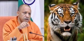 UP: दुधवा नेशनल पार्क में 3 बाघों की मौत पर CM योगी सख्त, जांच कर रिपोर्ट सौंपने का दिया निर्देश CM Yogi Adityanath Dudhwa National Park