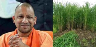यूपी की चारागाह जमीनों पर नेपियर घास लगाएगी योगी सरकार, 45 दिनों तक चलेगा अभियान