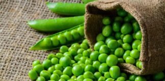 Health Tips: सर्दियों में बीमारियों से लड़ने में मदद करती है मटर, हार्ट और किडनी को रखती है स्वस्थ Peas