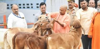 UP में 44 गौ संरक्षण केंद्रों का निर्माण व विकास करने जा रही योगी सरकार, पशुपालन विभाग ने शुरू की तैयारियां Yogi Government
