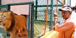 गज़ब! CM योगी ने कहा- जाओ…और बाड़े में चला गया बब्बर शेर