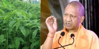 UP: दम तोड़ रही माटी में जान डालने के लिए बोएं ढैचा, भारी अनुदान दे रही योगी सरकार