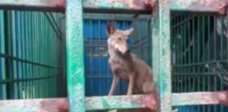 बहराइच: सीएम योगी की पल-पल की मॉनिटरिंग लाई रंग, पकड़ा गया आदमखोर भेड़िया