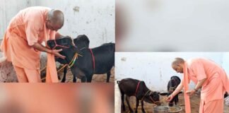 अरे! रे रे, तुझे माई की याद आ रही है ना!, सीएम योगी ने गोवंश जोड़ी का किया दुलार