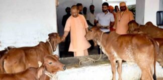 गोरखपुर: सीएम योगी ने गोशाला की व्यवस्थाओं को देखा, गायों को खिलाया गुड़ व चारा