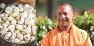 UP में मखाने खेती को बढ़ावा देने की तैयारी, जानें क्या है योगी सरकार का प्लान