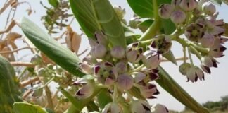 Health News : मदार का पत्ता इन खतरनाक बीमारियों से दिलाता है निजात Calotropis Plant
