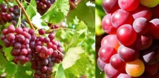 लाल अंगूर में छिपे हैं सेहत के कई राज, जानें फायदे Red Grapes
