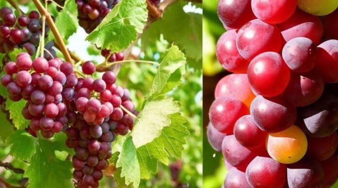 Red Grapes