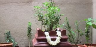 जानें रविवार को तुलसी में पानी न देने की वजह! TULSI PLANT