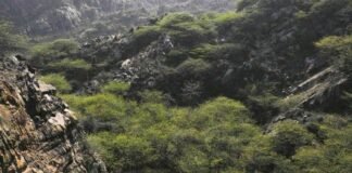 Aravali Green Project: इकोसिस्टम में सुधार की नई शुरुआत,पहले चरण में 8 लाख हेक्टेयर क्षेत्र में किया जाएगा काम, 16,053 करोड़ का होगा निवेश
