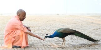 मुख्यमंत्री योगी आदित्यनाथ ने होलिका भस्म की पूजा कर मनाई होली, गोसेवा और फाग का लिया आनंद