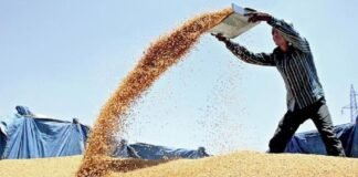 UP: अप्रैल के पहले सप्ताह में ही 1 लाख टन से अधिक गेहूं की खरीद, सरकारी नीतियों का दिखा असर