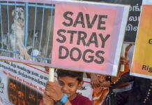 ‘नसबंदी से लेकर फीडिंग तक…’,आवारा कुत्तों को लेकर सुप्रीम कोर्ट का बड़ा फैसला