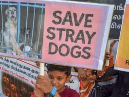 ‘नसबंदी से लेकर फीडिंग तक…’,आवारा कुत्तों को लेकर सुप्रीम कोर्ट का बड़ा फैसला