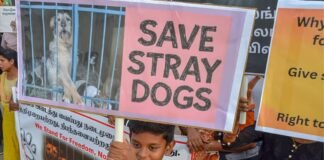 ‘नसबंदी से लेकर फीडिंग तक…’,आवारा कुत्तों को लेकर सुप्रीम कोर्ट का बड़ा फैसला