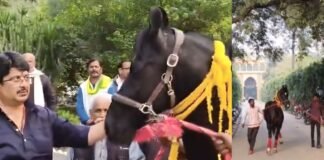 राजा भैया ने खरीदा सबसे महंगा ट्रोजन घोड़ा, तिलक लगाकर उतारी गई आरती, वीडियो वायरल