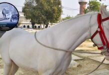 लखनऊ: खुदाबख्श कर्बला से ईरानी नस्ल का घोड़ा ‘दुलदुल’ चोरी, CCTV में चोरी का वीडियो कैद