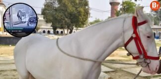 लखनऊ: खुदाबख्श कर्बला से ईरानी नस्ल का घोड़ा ‘दुलदुल’ चोरी, CCTV में चोरी का वीडियो कैद