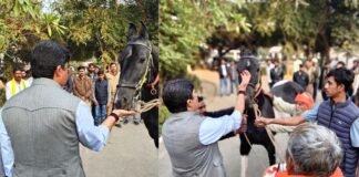 राजा भैया के अस्तबल में शामिल हुआ शाही घोड़ा ‘विजयराज’, कीमत 1.5 करोड़, शाही परंपरा के साथ स्वागत
