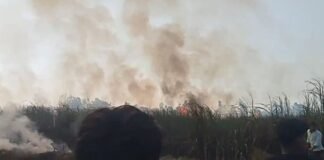 पीलीभीत में 50 बीघा खेत जलकर राख, किसानों की महीनों की मेहनत पलभर में बर्बाद