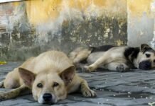 300 बेजुबानों की मौत…जहरीले इंजेक्शन देकर आवारा कुत्तों की हत्या, पशु प्रेमियों में आक्रोश