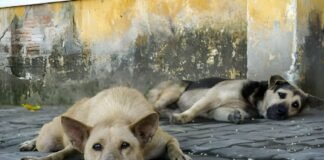 300 बेजुबानों की मौत…जहरीले इंजेक्शन देकर आवारा कुत्तों की हत्या, पशु प्रेमियों में आक्रोश